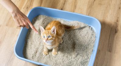 малко котенце