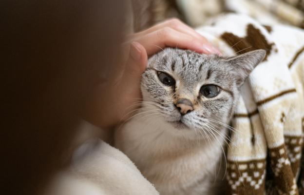 домашна котка и стопанин