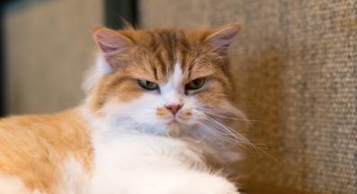 домашна котка