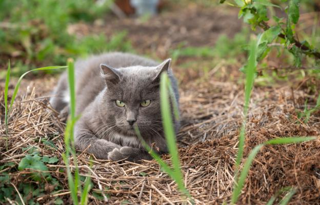 котка