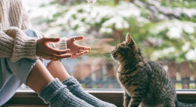 домашна котка