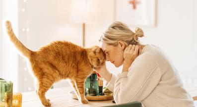 домашна котка и стопанин