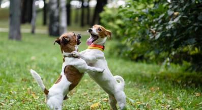 кучета борба