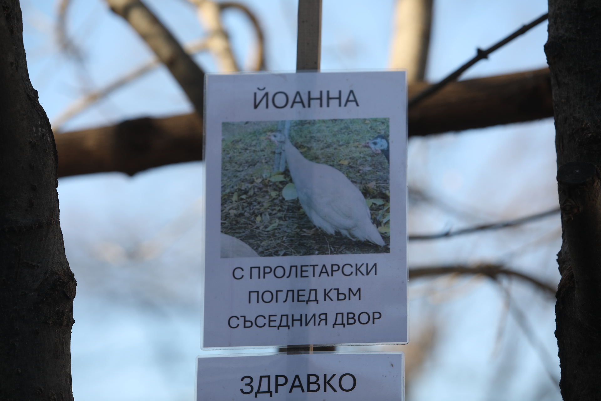 Токачки живеят на ул. „Цветна градина“ в столичния квартал „Лозенец“