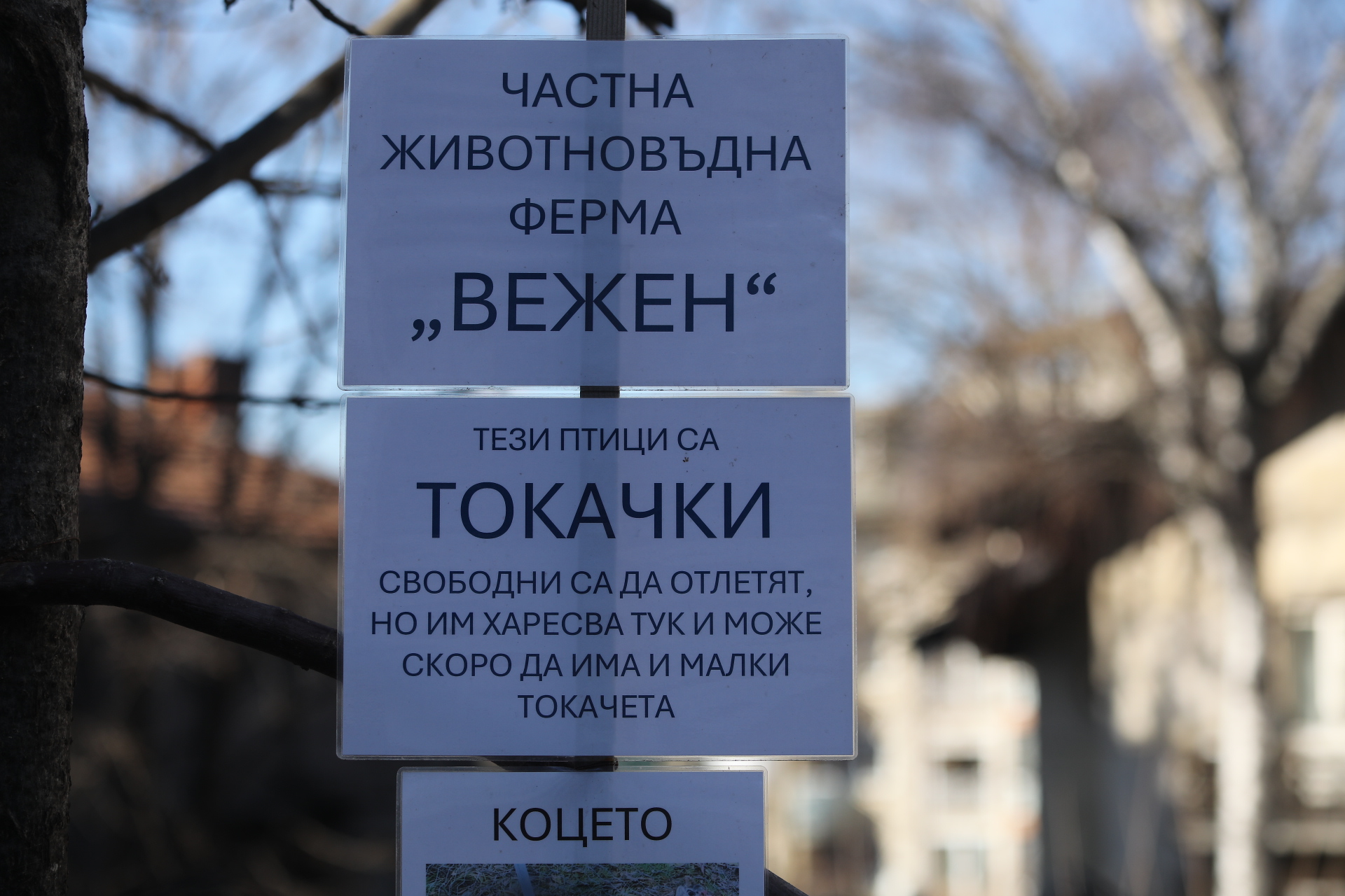 Токачки живеят на ул. „Цветна градина“ в столичния квартал „Лозенец“