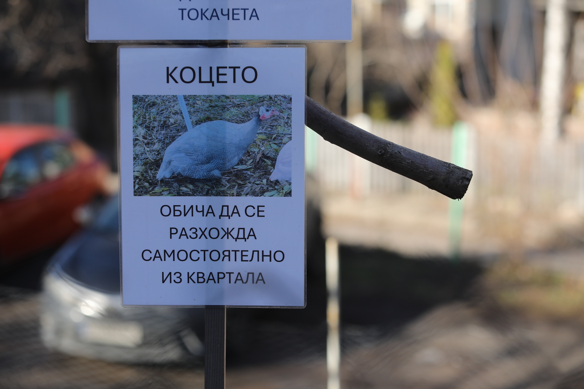 Токачки живеят на ул. „Цветна градина“ в столичния квартал „Лозенец“