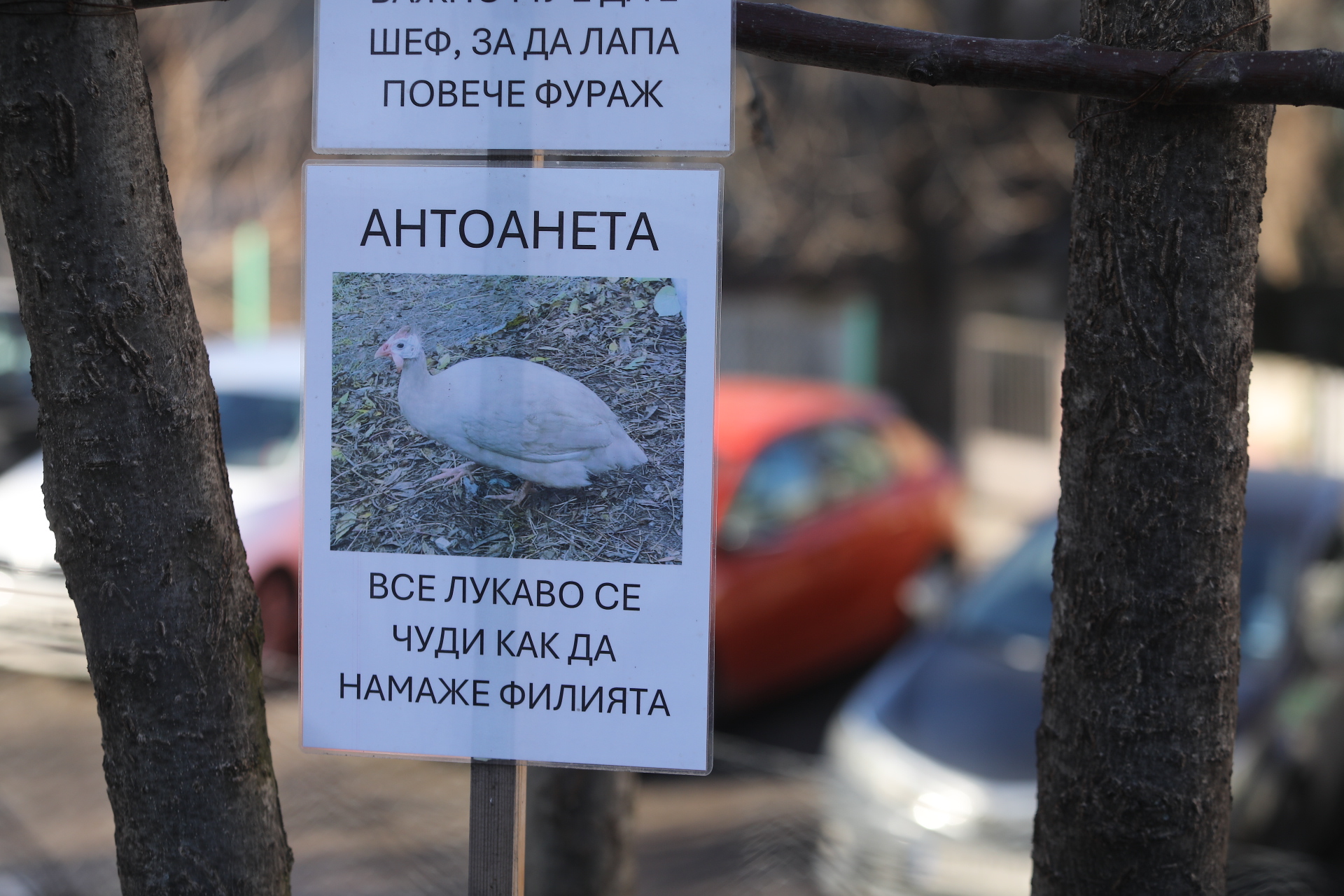 Токачки живеят на ул. „Цветна градина“ в столичния квартал „Лозенец“