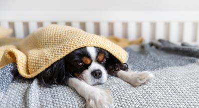 мързеливо куче