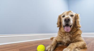 възрастно куче