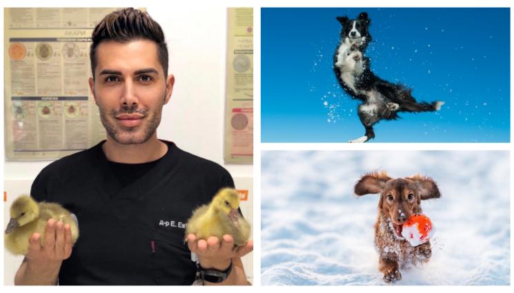 кучета - Как да се погрижим за домашните любимци след празниците