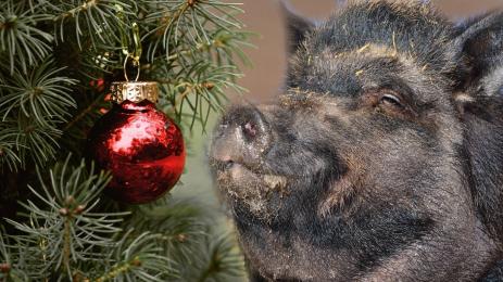 прасе коледа