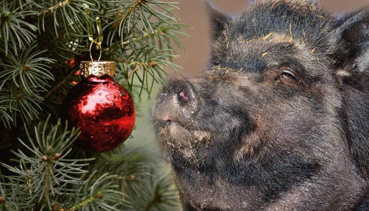 прасе коледа - ЧЕРЕН ПРАЗНИК: Прасета убиха и изядоха жена на Коледа! (СНИМКИ)