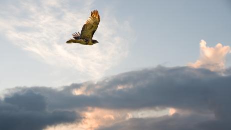 птица ястреб