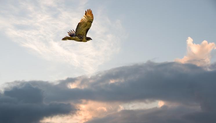птица ястреб - ОТ ЧЕРВЕНАТА КНИГА: Хищна птица долетя в Стара Загора (СНИМКА)