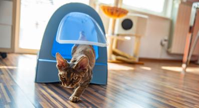 домашна котка