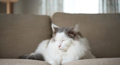 Котка със затворени очи