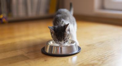 Котка се храни