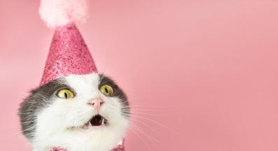 Котка празнува рожден ден