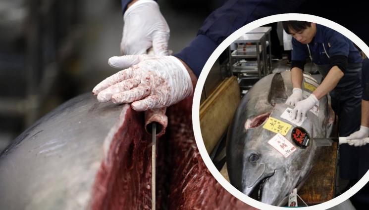 риба - Агро Телеграф: Риба като мотоциклет продадена за $1,3 млн.