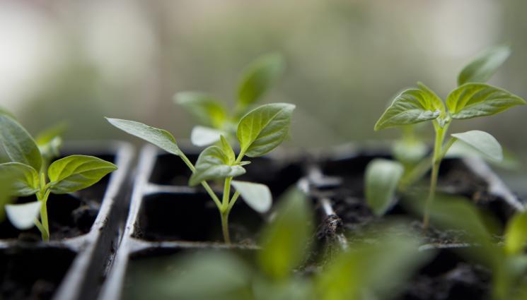 разсад - Агро Телеграф: Подготвяме разсада за домати и патладжан