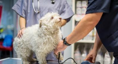 куче ветеринарен лекар