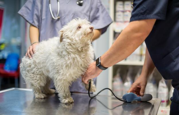 куче ветеринарен лекар