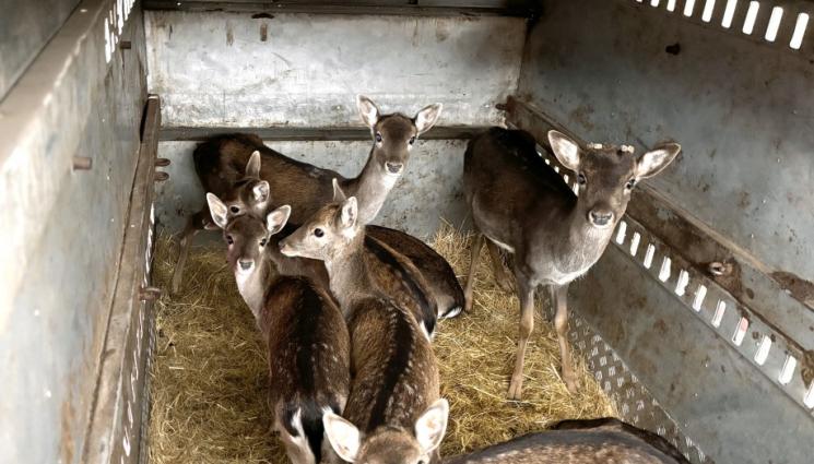 елени - Разселиха 10 елена от Варненския зоопарк в Източните Родопи! (СНИМКИ)
