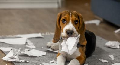 куче лошо поведение