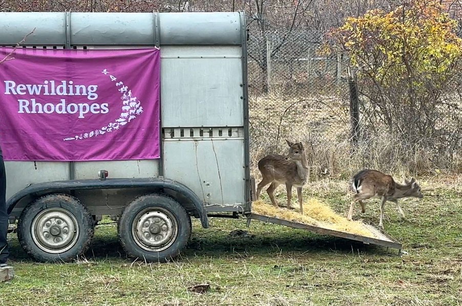 морски елени в Родопите