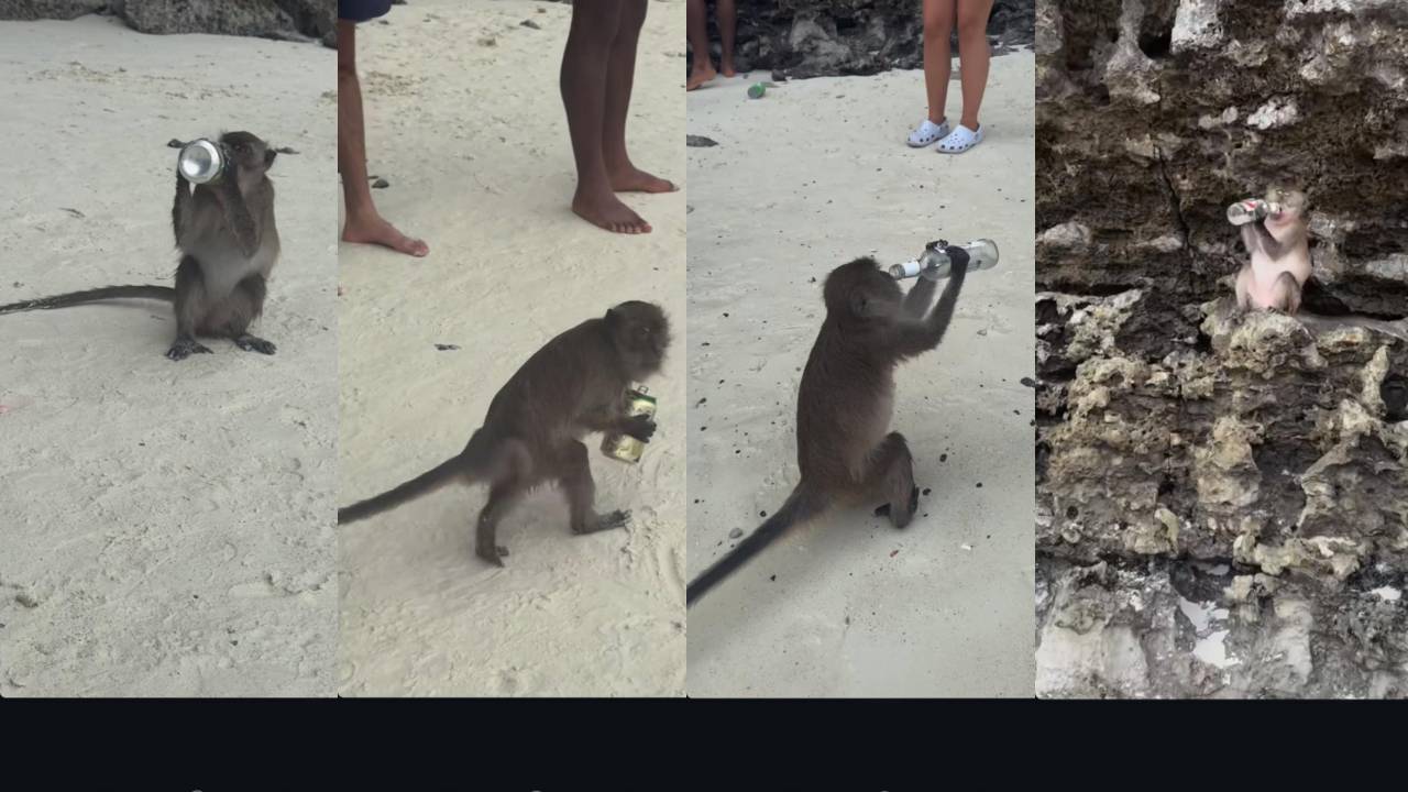 Маймуна пиячка