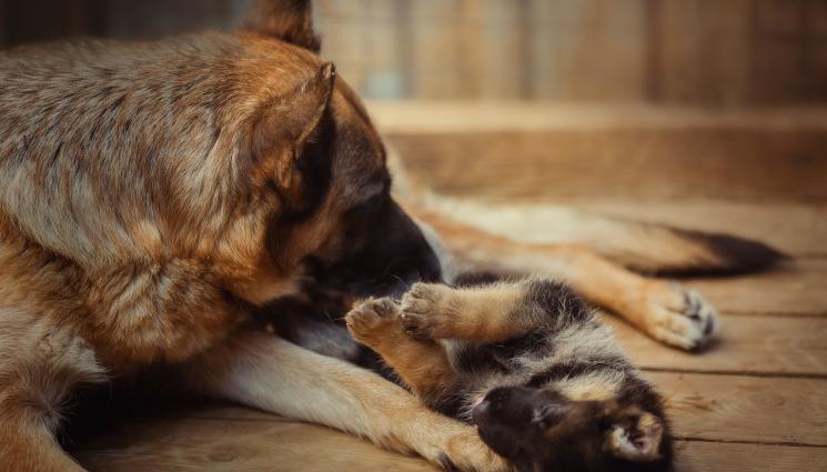куче - МАЙЧИНА ЛЮБОВ: Куче спаси болното си малко, остави го пред ветеринарна клиника! (ВИДЕО)