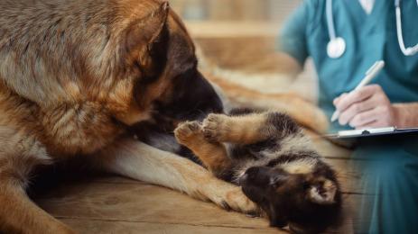 куче ветеринар