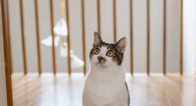 Домашна котка