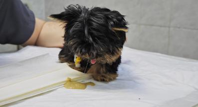 куче повръщане