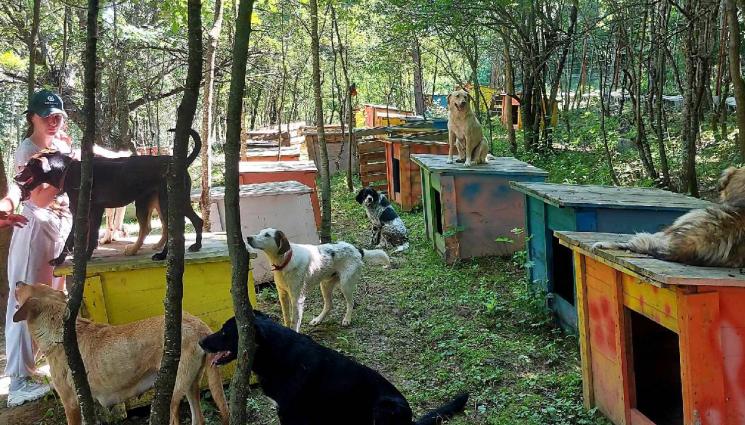 Красимира Спасова - В ОБЕЗЛЮДЕНО СЕЛО: Жена отглежда 350 кучета и 300 котки в Балкана! (СНИМКИ)