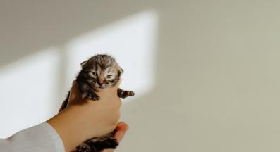 Малко котенце