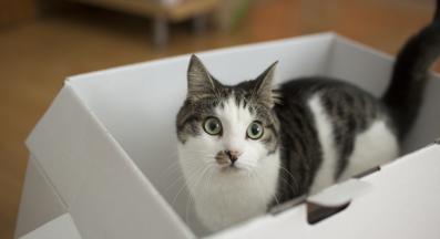 Домашна котка