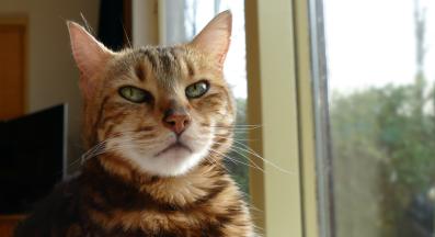 Домашна котка