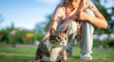 Домашна котка