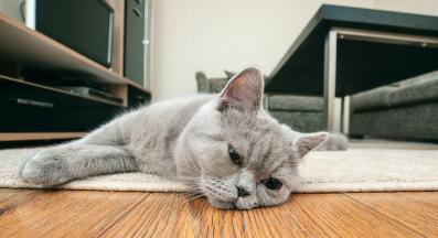 Домашна котка