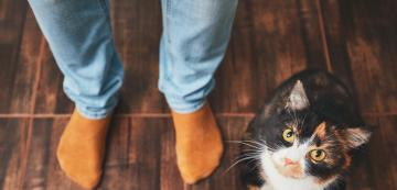 Котешка интуиция: могат ли котките да разпознаят добрия и лошия човек?