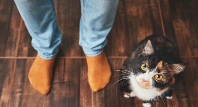 Котешка интуиция: могат ли котките да разпознаят добрия и лошия човек?