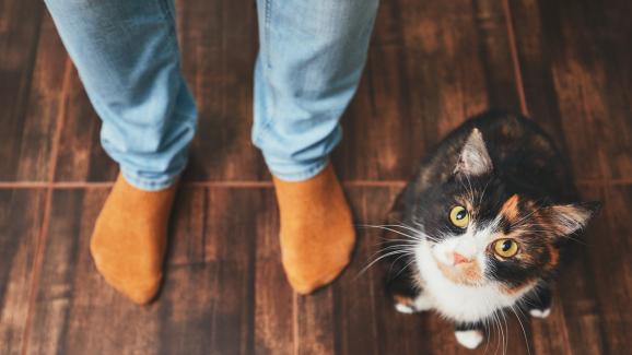 Котешка интуиция: могат ли котките да разпознаят добрия и лошия човек?