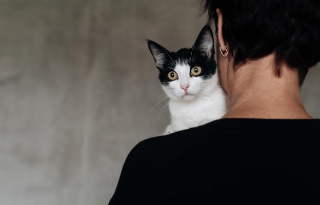 Домашна котка