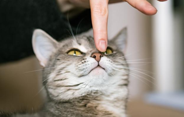 Домашна котка