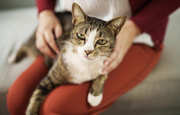 Домашна котка