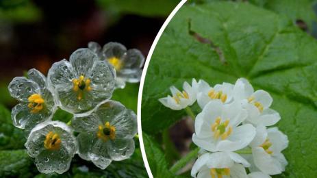 цвете скелет