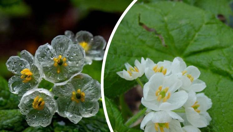 цвете скелет - Цветето скелет вика духовете
