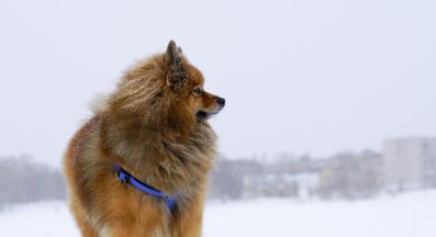 Немски шпиц