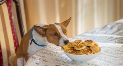 куче кражба храна